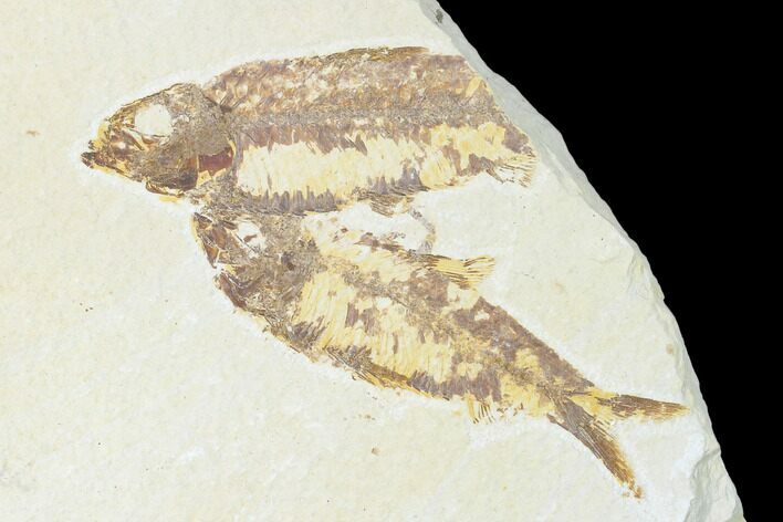 Pair of Fossil Fish (Knightia) - Green River Formation - Wyoming
